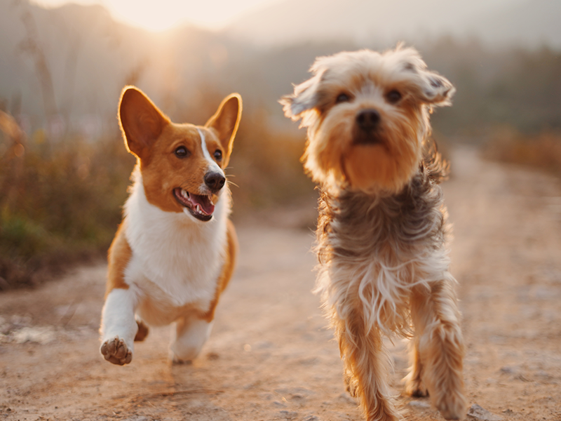 Missa inte vårt nya hundsortiment! Med hjälp av Nathalies skötselprodukter håller du din hund i toppskick!