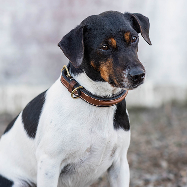 Jacson Arezzo Hundhalsband är ett stilfullt och bekvämt hundhalsband som är skapat för dig som vill kombinera exklusiv design med komfort!