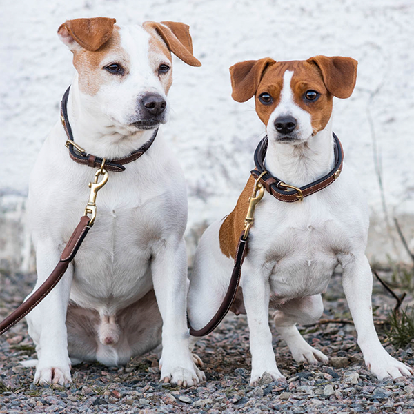 Jacson Arezzo Hundhalsband är ett stilfullt och bekvämt hundhalsband som är skapat för dig som vill kombinera exklusiv design med komfort!