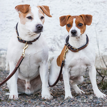 Jacson Arezzo Hundhalsband är ett stilfullt och bekvämt hundhalsband som är skapat för dig som vill kombinera exklusiv design med komfort!