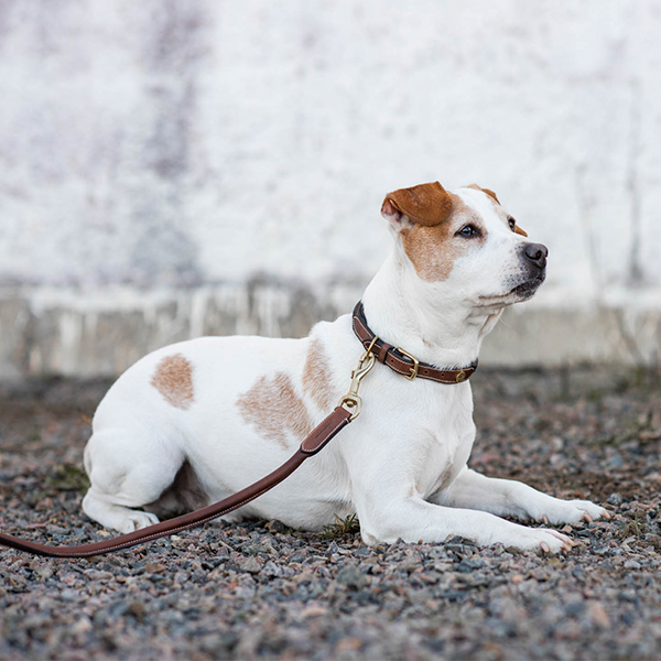 Jacson London Hundhalsband är ett exklusivt och tidlöst hundhalsband som är designat för maximal komfort och stil!