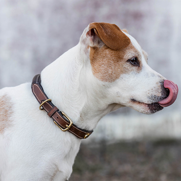 Jacson London Hundhalsband är ett exklusivt och tidlöst hundhalsband som är designat för maximal komfort och stil!
