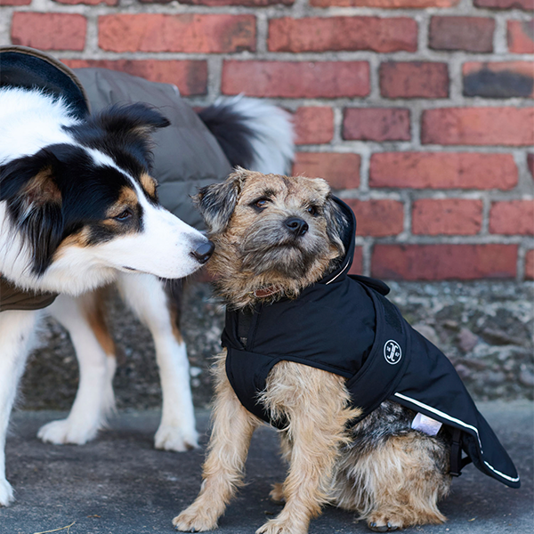 Jacson Rakel Hundtäcke är ett vinterhundtäcke med dunliknande syntetfyllning är perfekt för hundar som behöver extra värme och skydd under kyliga dagar!